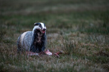 European badger (Meles meles) feeding on animal carcass in a field 