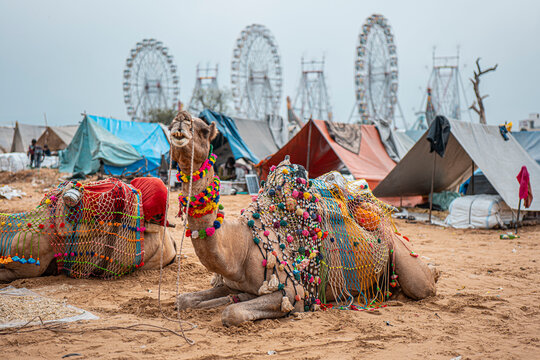 Busy Camel Trading at Pushkar Fair in Rajasthan India
