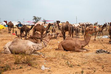 Fototapeta premium Camels and People Gathering at Pushkar Camel Fair India