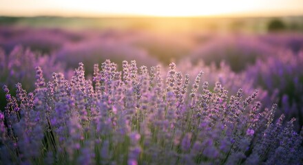 Obraz premium Lavender Fields in Full Bloom During Sunrise in a Quiet Countryside Setting in Summer