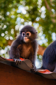Photo  a stunning close-up photograph of a juvenile Dusky Langur monkey (Trachypithecus obscurus), also known as a spectacled leaf monkey, perched naturally on the edge of a rustic