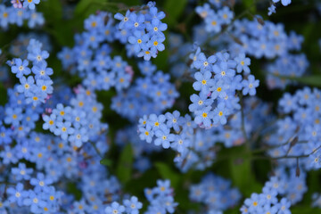 Obraz premium Forget-me-not flowers in the garden, Sainte-Apolline, Québec, Canada