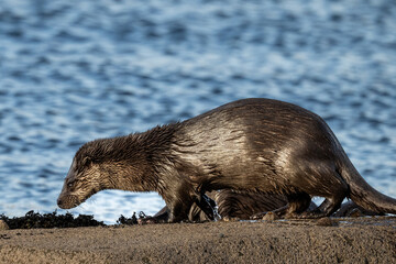 Naklejka premium A wet otter emerges from the water onto a rocky shore, likely searching for food or resting after a swim.