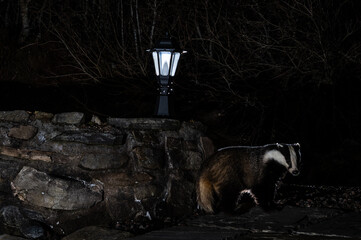 A badger emerges from the darkness near a stone wall and a lit lamp post at night, likely foraging for food. © John
