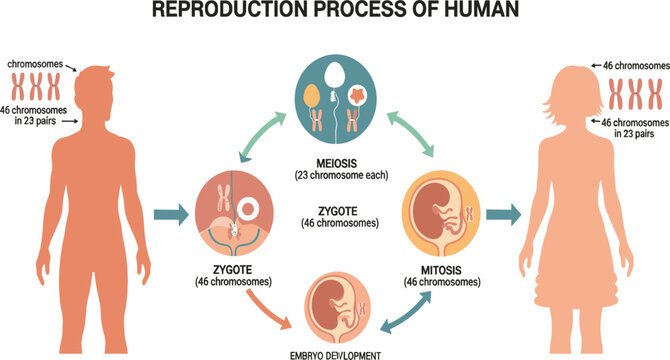 Human Reproduction Process Infographic Showing Meiosis, Zygote Formation, Mitosis and Embryo Development with Chromosome Explanation for Biology Education and Medical Study
