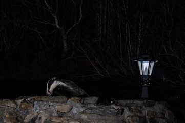 A badger emerges from the darkness, illuminated by a nearby lamp, as it traverses a stone wall at night. © John