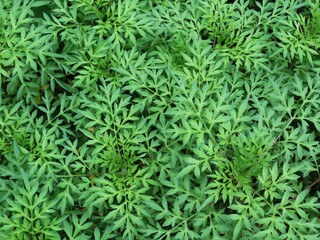 Fototapeta premium Fresh cosmos caudatus or king's salad leaves in a field. creating a lush texture of healthy plant growth in a natural garden setting