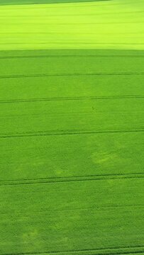 Aerial view of lush green agricultural fields with parallel crop lines in the Normandy countryside. Vibrant rural landscape with layered shades of green.