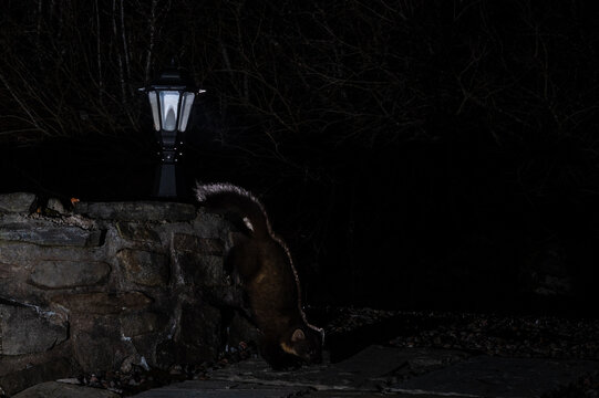 A pine marten is captured in motion at night, illuminated by a nearby lamp as it descends a stone wall, likely foraging for food.