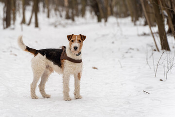 foxterier- pies na spacerze © anix