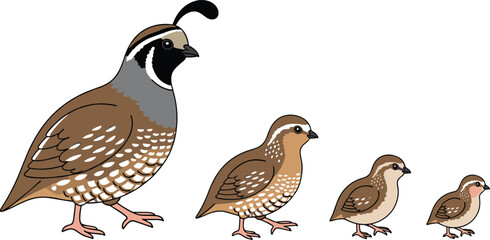 Quail Bird Growth Stages Set Showing Size Progression from Adult to Chick Isolated on White Background for Wildlife Education and Nature Illustration © MdRazaul