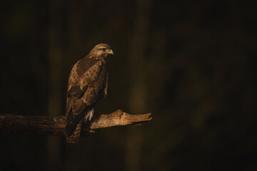 Fototapeta premium Common buzzard on broken bough facing right