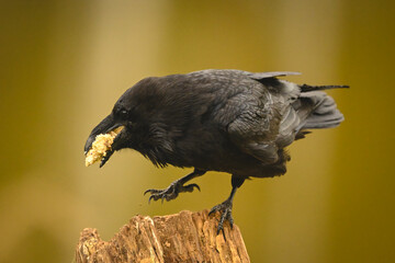 Obraz premium Common raven eats crumbs on one leg