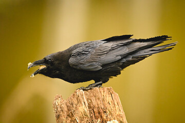 Obraz premium Common raven eats crouching on tree stump