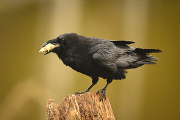 Obraz premium Common raven eats crumbs on tree stump