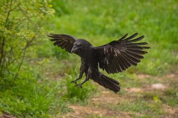 Obraz premium Common raven flares wings landing by bush