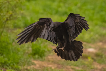 Obraz premium Common raven flares wings landing on grass