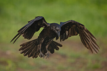 Obraz premium Common raven flares wings landing on grassland