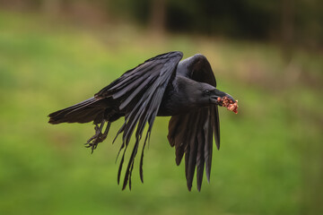 Obraz premium Common raven flies carrying food in beak