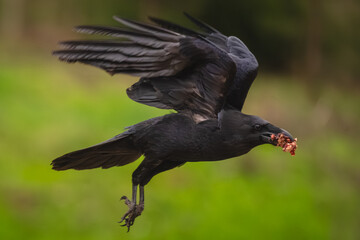 Obraz premium Common raven flies holding food in beak