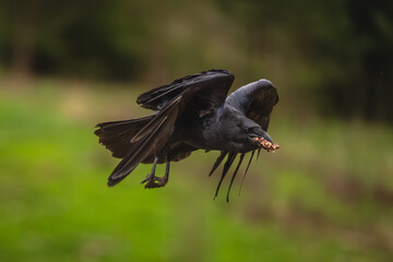 Obraz premium Common raven flies over grass holding food