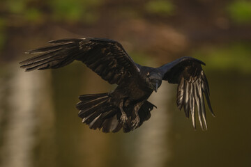 Fototapeta premium Common raven flies over pool towards camera