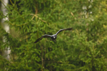 Fototapeta premium Common raven flies towards camera in rain