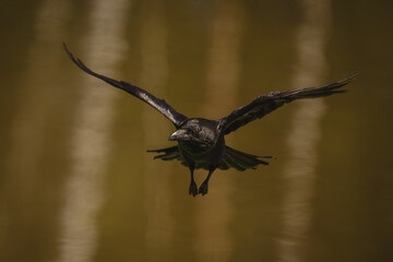 Fototapeta premium Common raven flying over lake towards camera