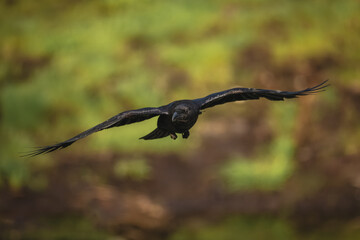 Fototapeta premium Common raven glides over grass towards camera