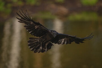 Fototapeta premium Common raven glides over lake towards camera