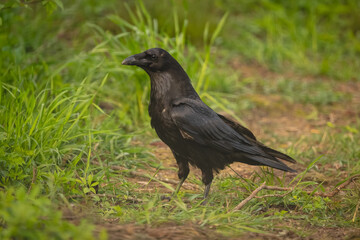 Fototapeta premium Common raven in grassy clearing in profile
