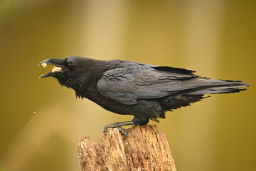 Fototapeta premium Common raven in profile eats on stump