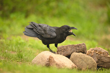 Fototapeta premium Common raven on rocks swallows food morsel