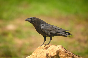 Fototapeta premium Common raven on tree stump in profile