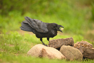 Fototapeta premium Common raven on rocks tosses food up