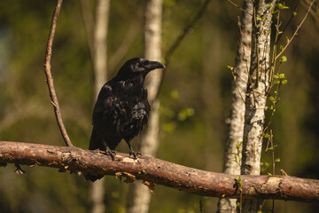 Fototapeta premium Common raven with catchlight on dry branch