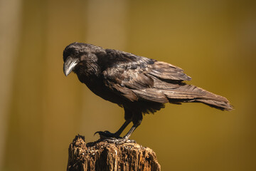 Obraz premium Common raven turns head on tree stump
