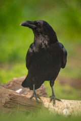Obraz premium Common raven turns head on birch log