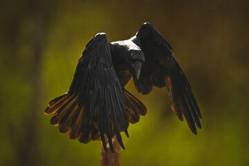 Obraz premium Common raven taking off from wooden post
