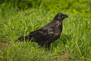 Obraz premium Common raven with catchlight in grassy clearing