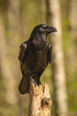 Obraz premium Common raven with catchlight on wooden post
