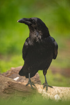 Common raven turns head on birch log