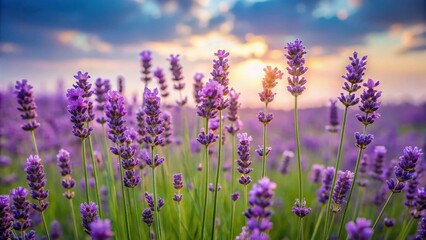 Fototapeta premium Serene Sunset Lavender Field A captivating close-up of vibrant purple lavender blossoms bathed in the warm glow of the setting sun, creating a picturesque and tranquil scene.