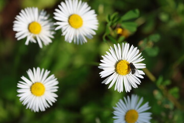 Fototapeta premium close up of wild daisy flowers in the field