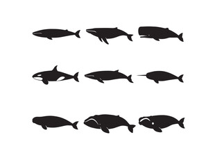 Minimalist whale vector icon set, nine distinct black whale silhouettes, marine mammal collection for ocean conservation and aquatic themes, isolated on white background. © Prodeep