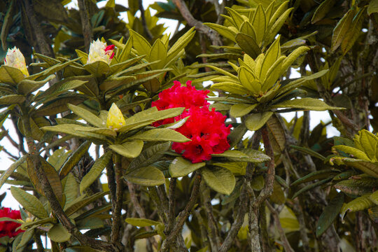 Maha rathmal flower. hortan plains sri lanka. Maha rathmal is one of the most beautiful plants found in the horton plains area of Sri Lanka.
