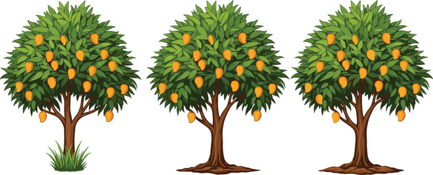 Set of Three Mango Trees with Ripe Yellow Fruits Green Leaves and Diverse Ground Detail Like Grass and Roots Isolated on White Background Illustration