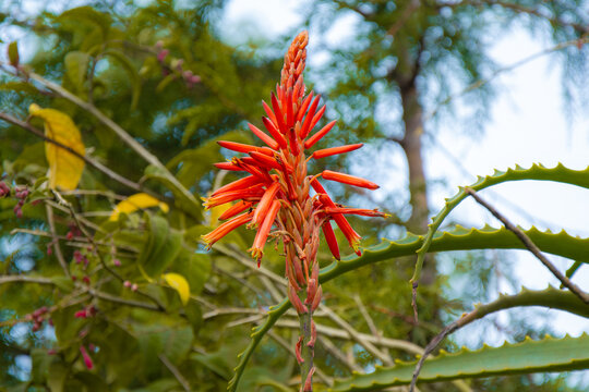  A beautiful red and yellow name unknown flower in Horton Plains National Park.