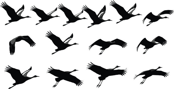 Cranes in flight silhouettes showing wing positions, vector illustration of bird motion and wildlife design, flat vector illustration