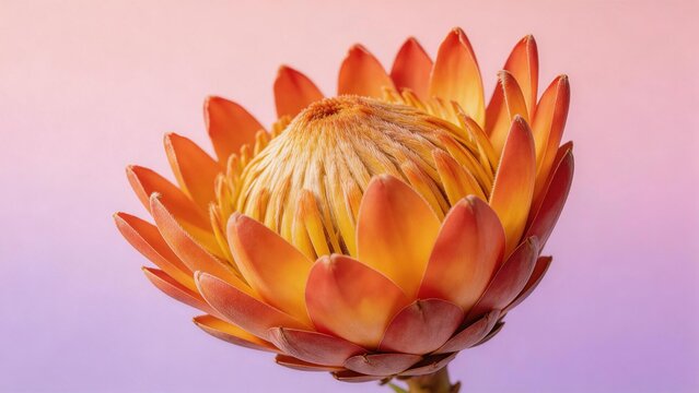 Closeup of a vibrant protea flower